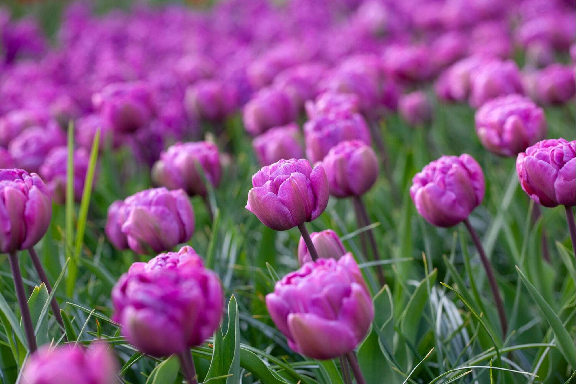 Tulpe 'Blue Diamond'